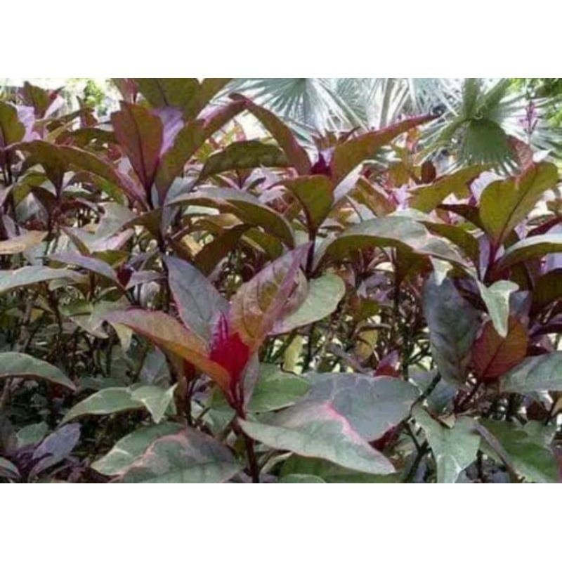 

COD Promo Daun ungu handelem orginal 250 gram obat wasir daun kopi hitam Terlaris ready