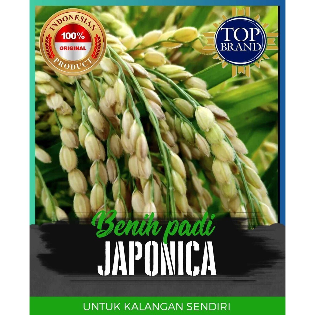 Benih padi japonica kemasan 1kg