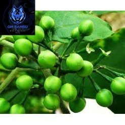

Buah Takokak 500 gr Tekokak Cepokak Terung Pipit Segar