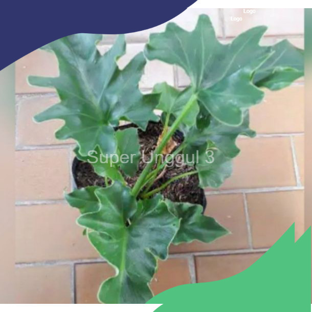 Tanaman hias - bibit bunga pillo Dendron