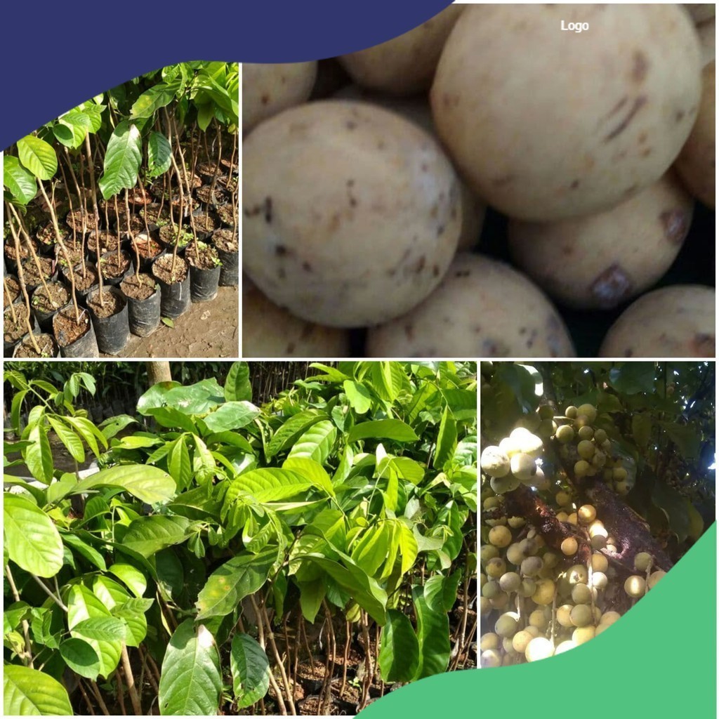 Bibit Duku manis Palembang