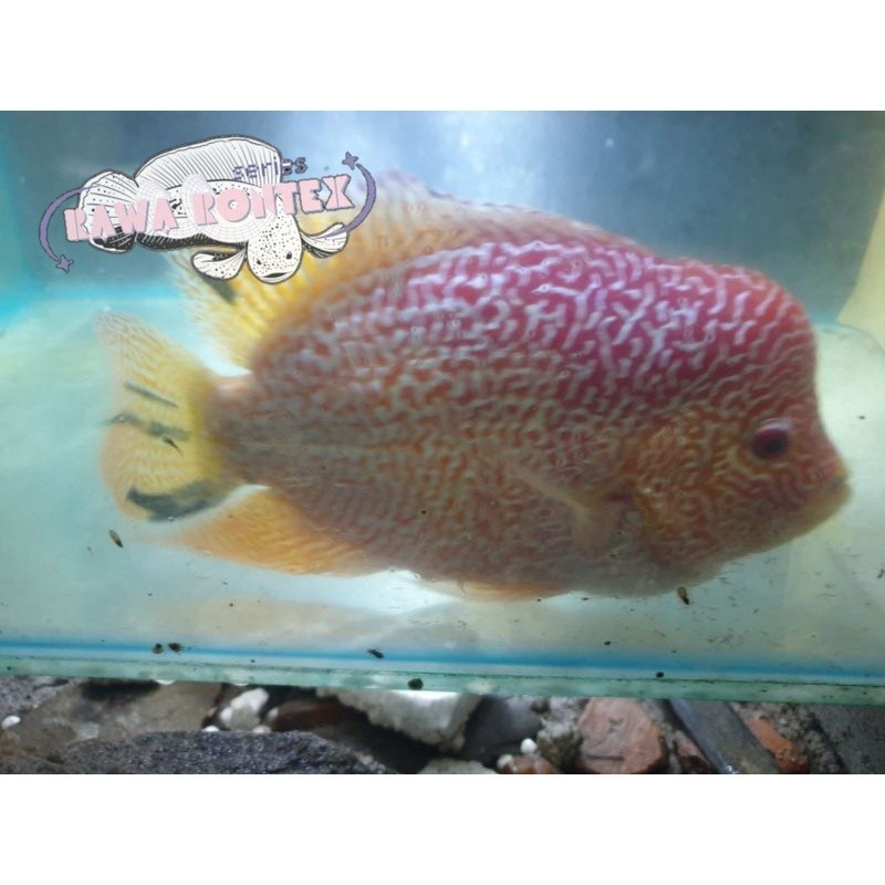 Bisa cod hiyasan akuarium burayak ikan louhan golden base size 2cm-3cm Series