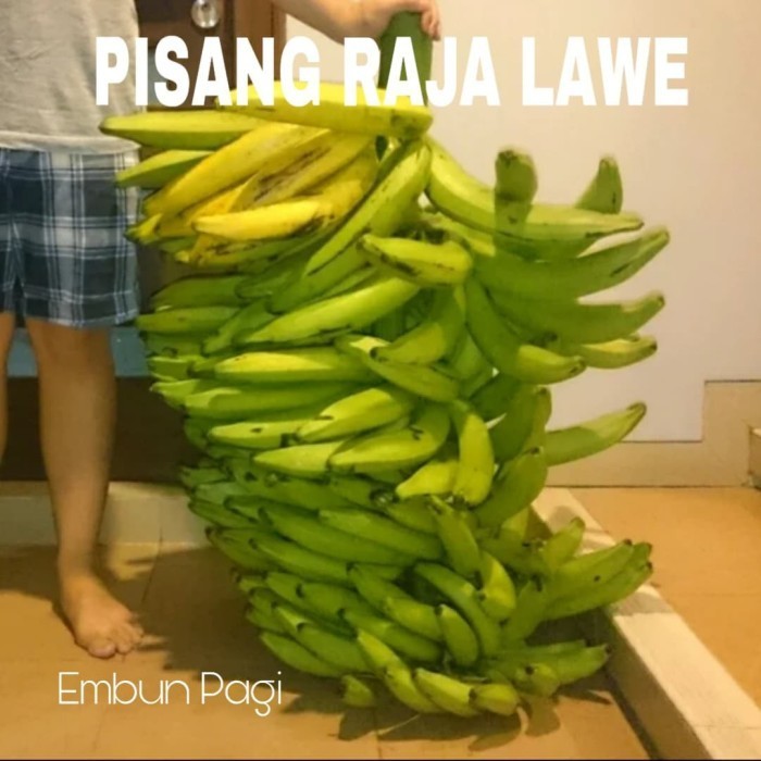 Bibit Buah Pisang Raja lawe Dari Kultur jaringan langka
