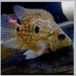 Kebutuhan aquarium Ikan Green Texas Cichlid 4-5cm termurah