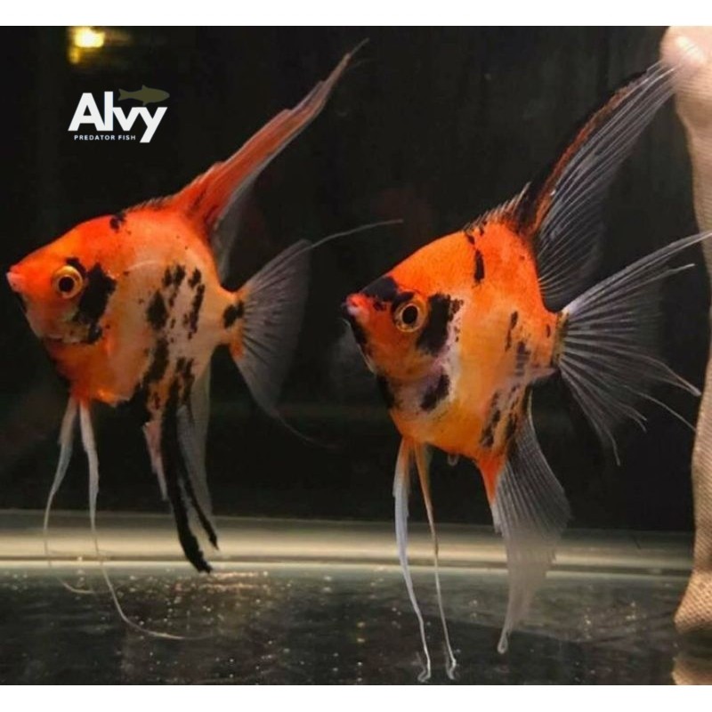 COD hiyasan akuarium Manfish Red Devil Veiltail / Slayer PAIR SEPASANG