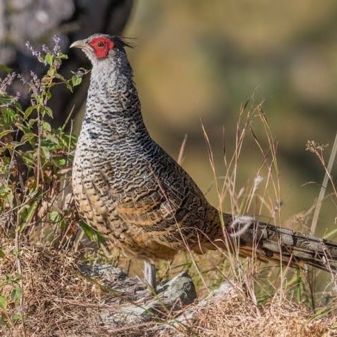 

Telur ayan hias ringneck cheer pheasant fertil siap ditetaskan