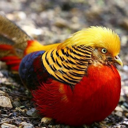 telur ayam golden pheasant hias siap ditetaskan - golden pheasant