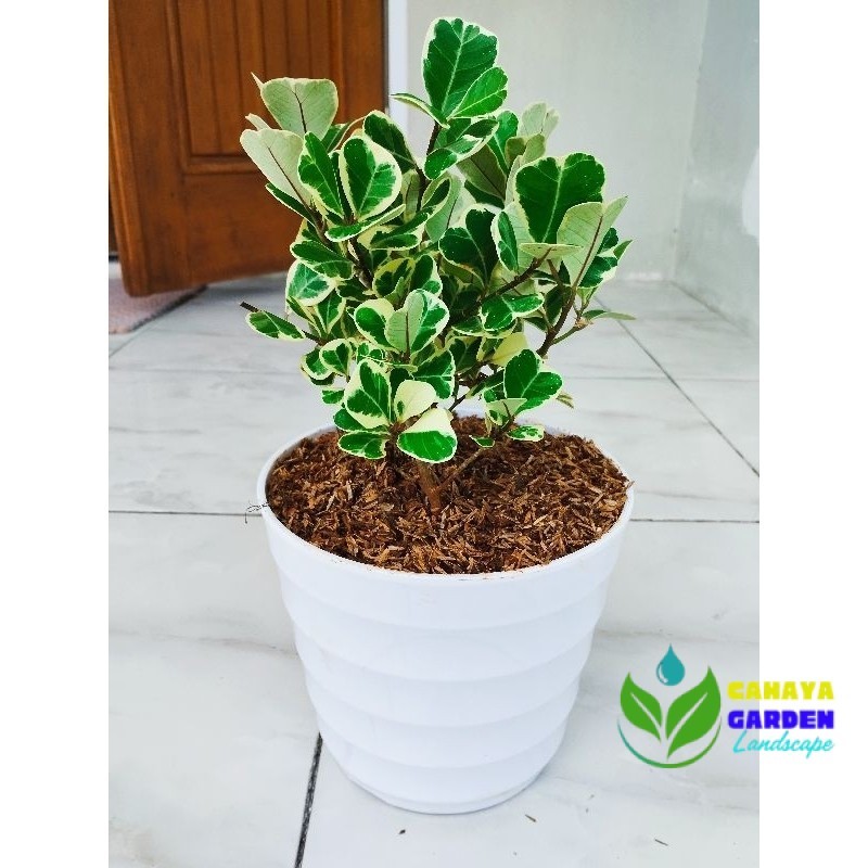 Tanaman hias hidup beringin kupu - kupu sudah Termasuk pot dan media Tanam
