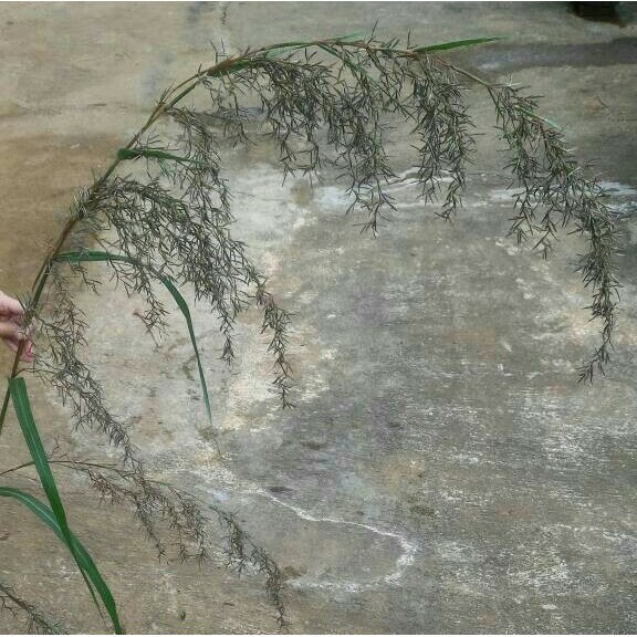 Setok ready KEMBANG SEREH MERAH / SEREH WANGI Silahkan di order gan