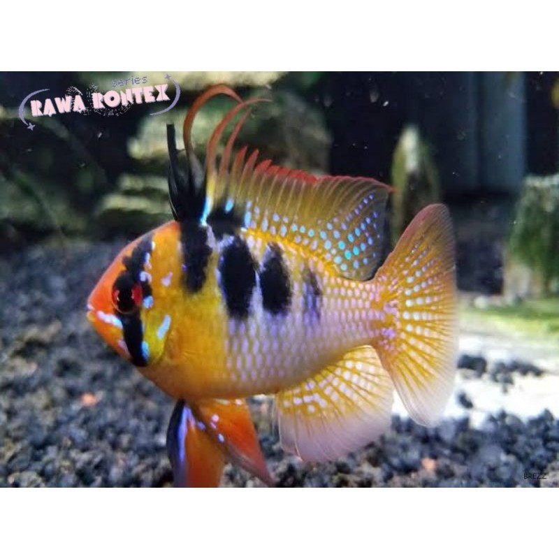 Hiasan aquascape ikan ramirezi germanikan hiasikan aquascape nyeni mase