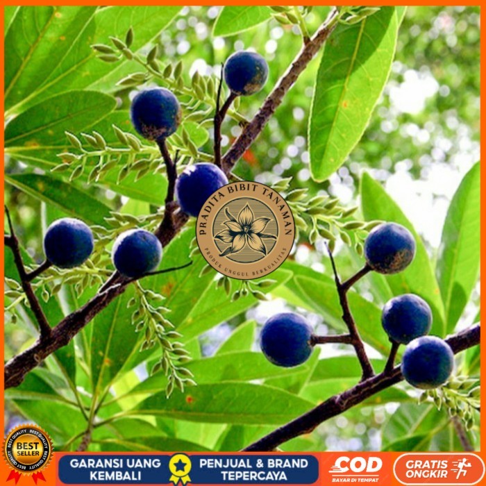 BIBIT POHON GENITRI/ BIBIT POHON JENITRI BUAH TITISAN DEWA SIWA Bibit Tanaman Super Unggul PRADITA B