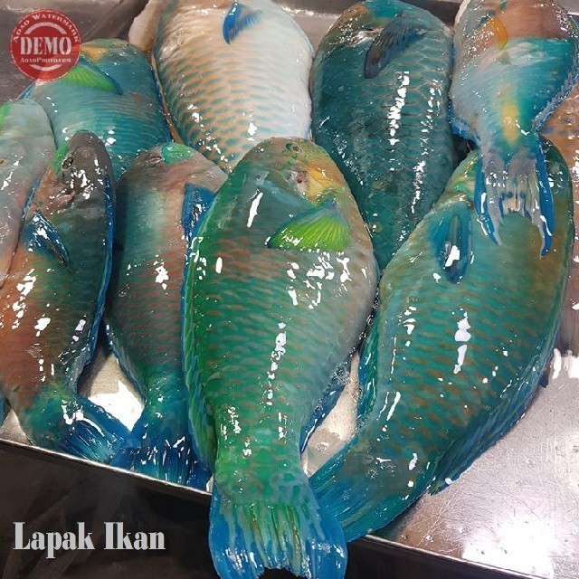 

Ikan Kaka Tua Farrot Fish Hasil Laut SEGAR Harian Kualitas BERGARANSI Per 1000gram