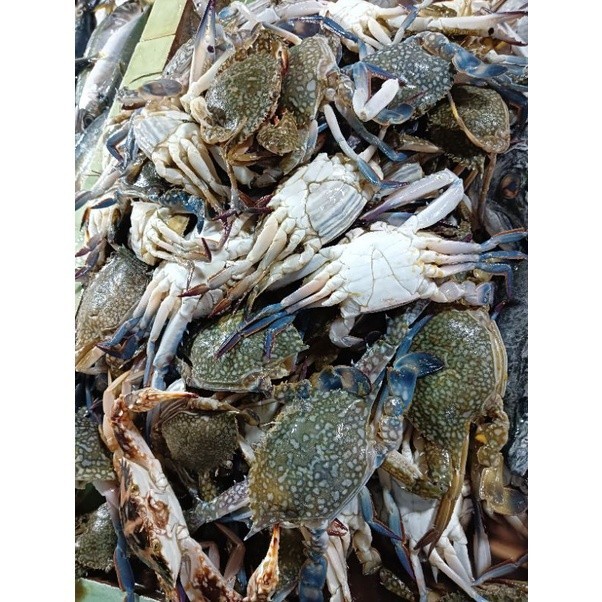

Kepiting Laut Fresh - BEST Fresh Food