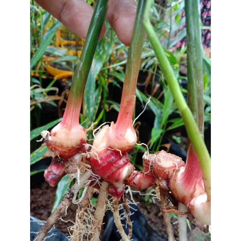 

TERBAIK BENIH JAHE MERAH PER 1 POHON jahe merah jahe organik bibit