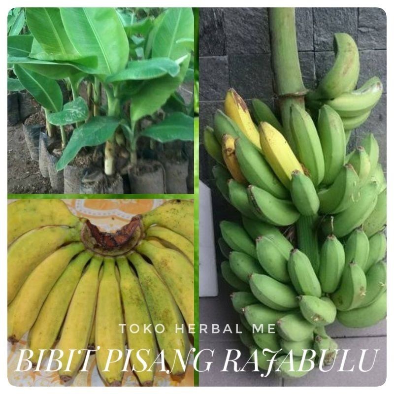 COD Bibit Tanaman Pisang Raja Bulu Super - Bibit Pisang Raja ready