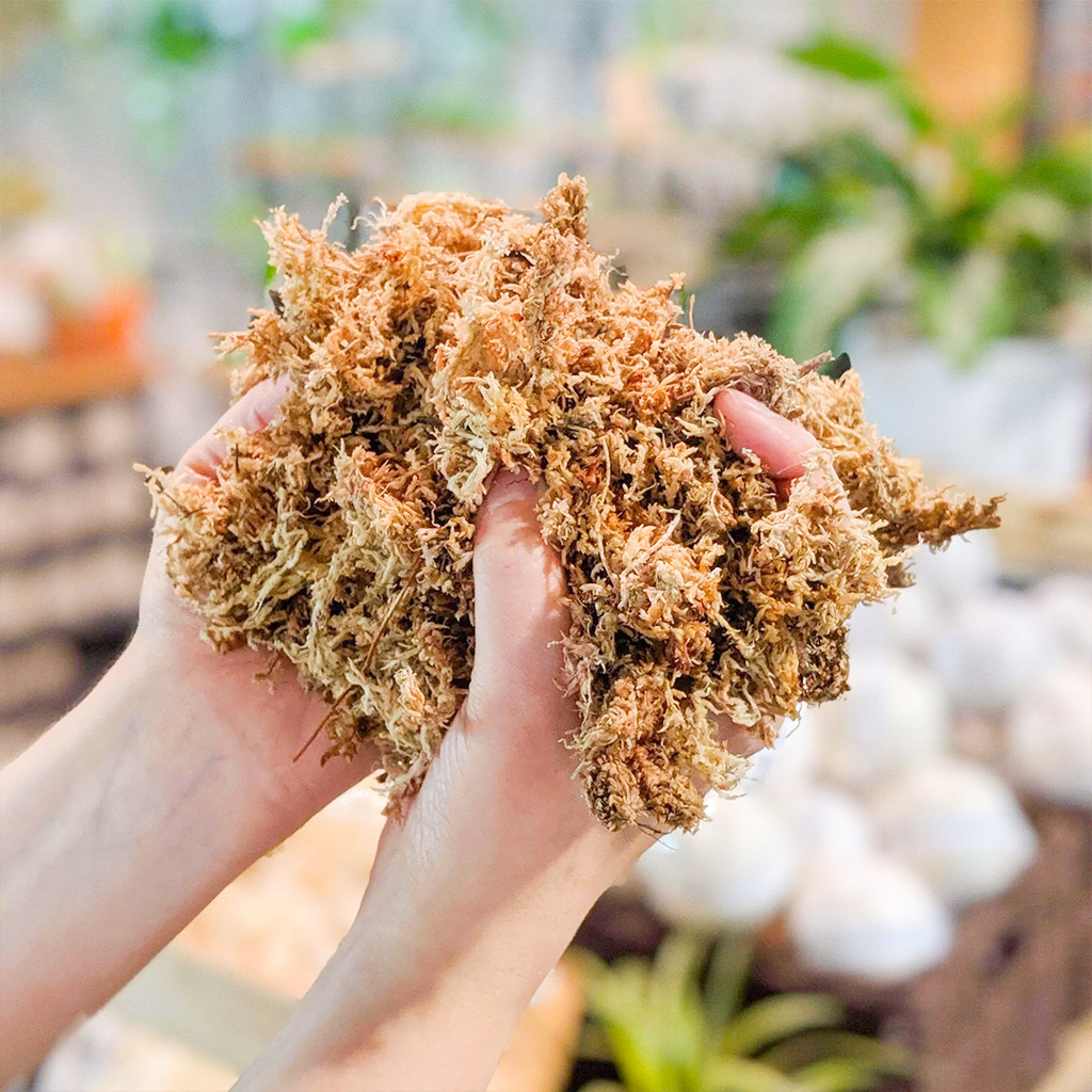 Sphagnum Moss Putih Anggrek - 100gr