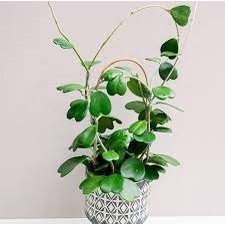 Tanaman Merambat Hoya Bunga Wangi