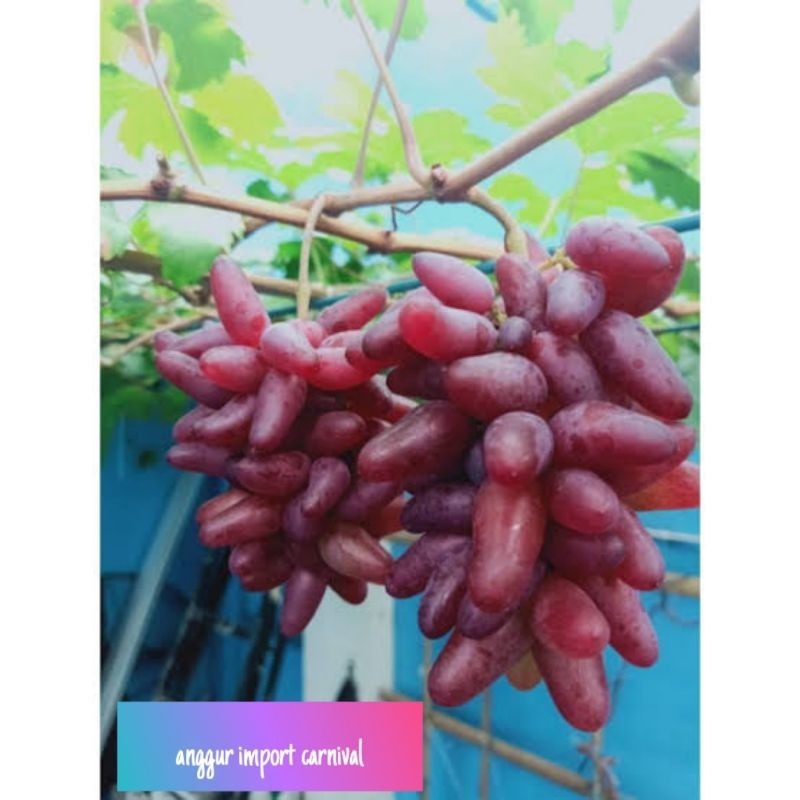 bibit anggur import carnival