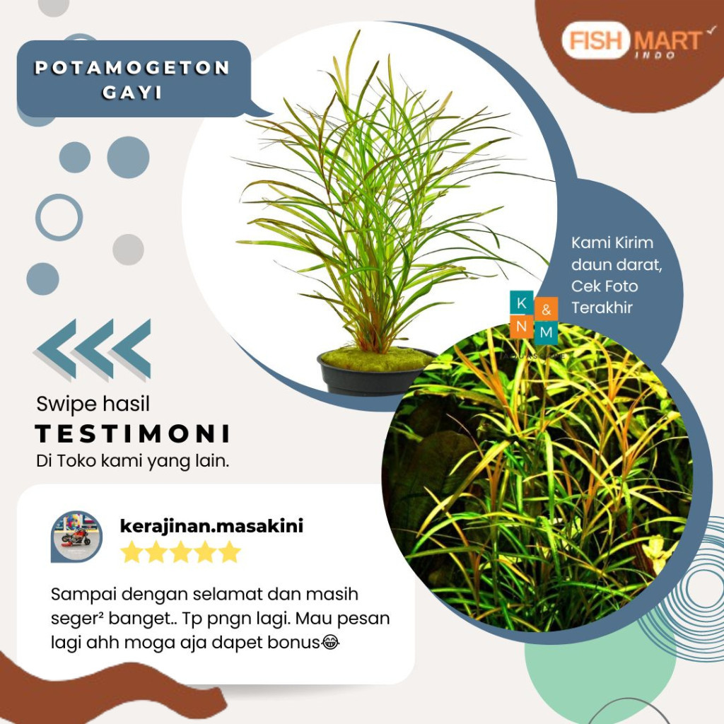 Potamogeton Gayi Tanaman Tumbuhan Aquascape Aquarium Akuarium Tanpa Low Co2 Chana Channa Cana