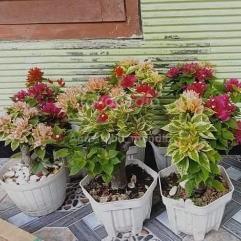 bonsai tanaman bougenville 3 warna variegata - bonsai bogenvil