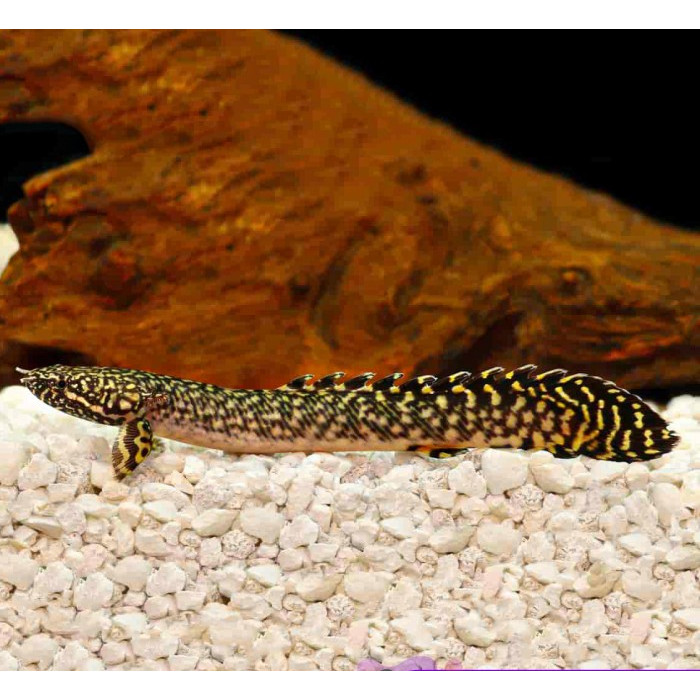 Palmas Orna / Ikan Predator / Ikan Hias Aquascape