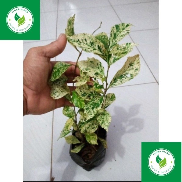 ~ Tanaman hias teh tehan varigata tanaman pagar.