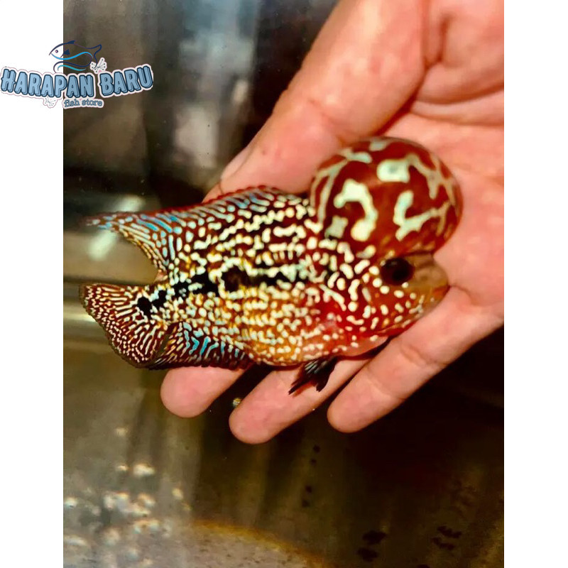 Pemanis akuarium Burayak Louhan kamfa F2 ShortBody Bisa cod