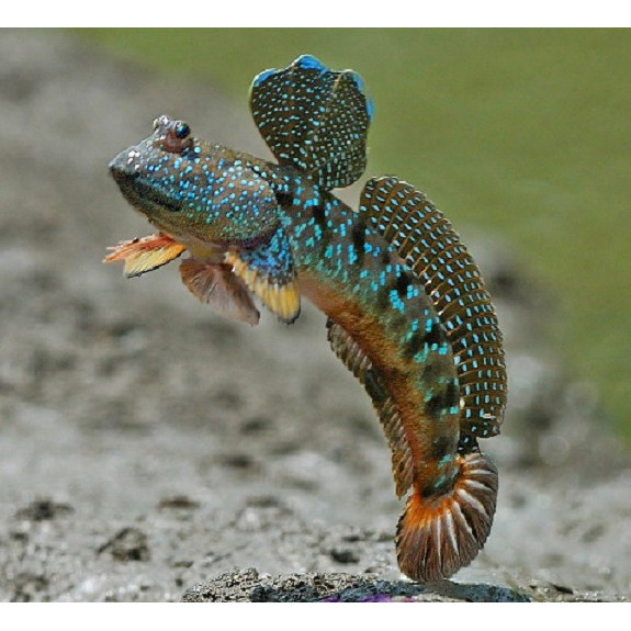 Ikan Mudskippers / Glodok / Tembakul / Ikan Amfibi Aquascape