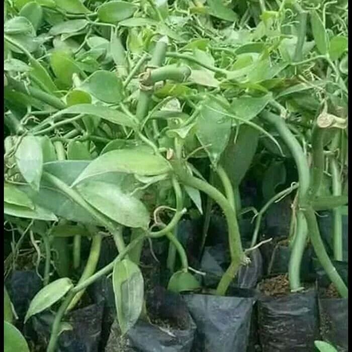 BIBIT TANAMAN VANILI PLANI