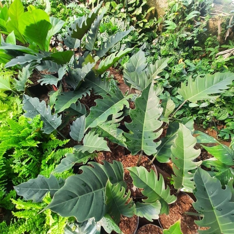 {BISA COD} Tanaman hias philodendron caramel pohon philo caramel black saw philo gergaji hitam
