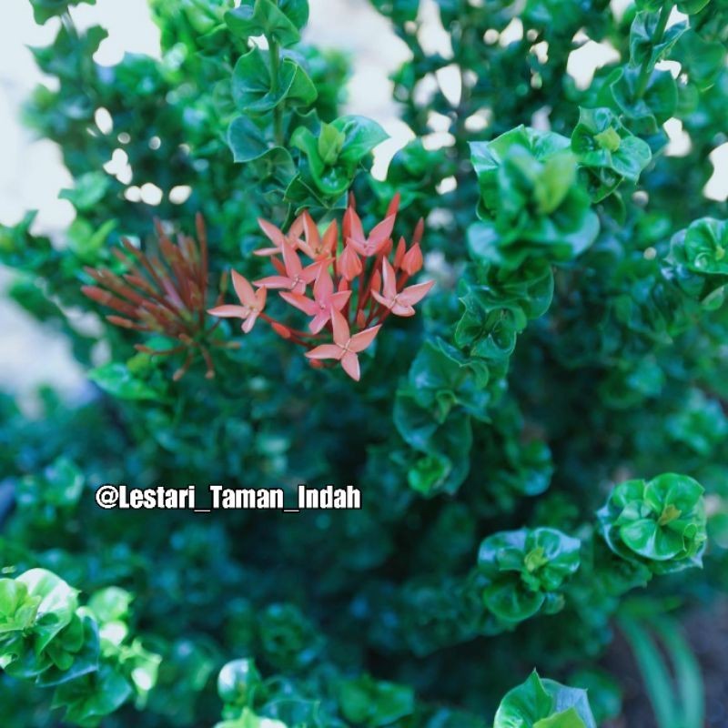 {BISA COD} tanaman bunga asoka tusuk sate ixora siam ribbon pohon asoka tusuk sate bunga merah