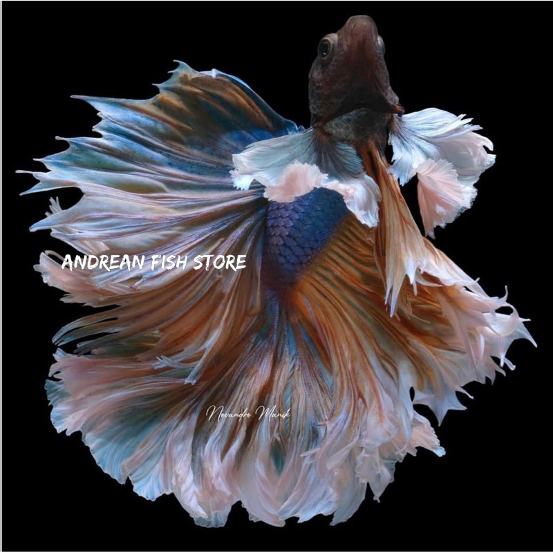 BIG SALE  hiasan aquarium Cupang Halfmoon Big Ear/Dumbo Ear andreanfishstore