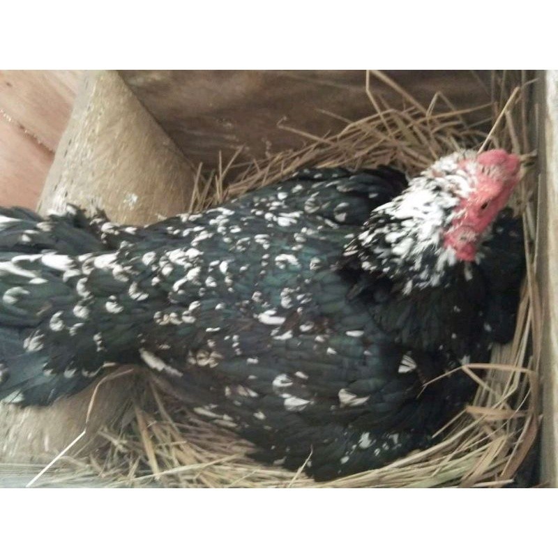 

telur Ayam Bangkok Clasik ekor lidi Fertil terlaris