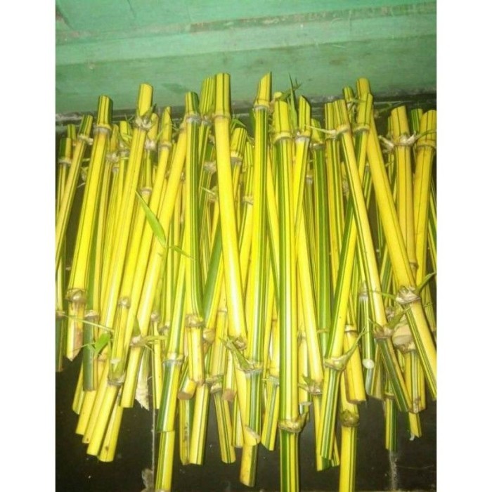 

Stek Bambu Kuning Asli . .