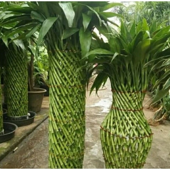 

bambu hoki berakar 80-100cm stek batang berdaun . .