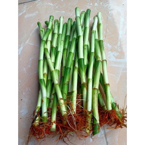 

BATANG BAMBU HOKI BERAKAR 30 CM BATANG KOLE BERAKAR . .