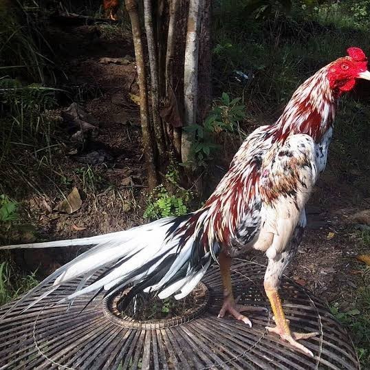 

Telur ayam bangkok ekor lidi / telur ayam hias fertil siap tetas