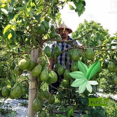 Bibit alpukat aligator cepat berbuah (bonus  pupuk NPK 250gr)