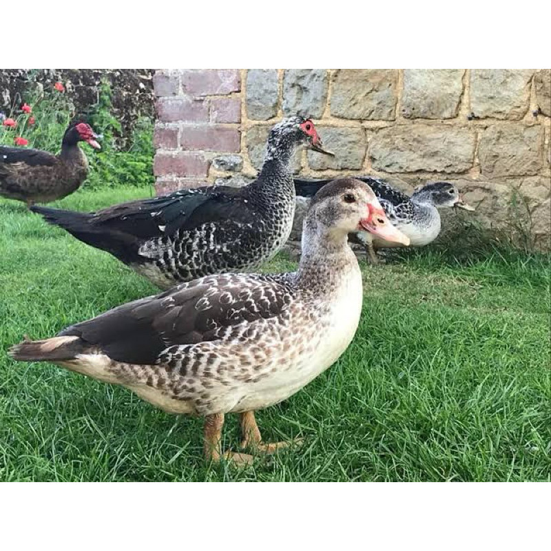 TELUR TETAS MENTOK JALI BARRED UNTUK DITETASKAN