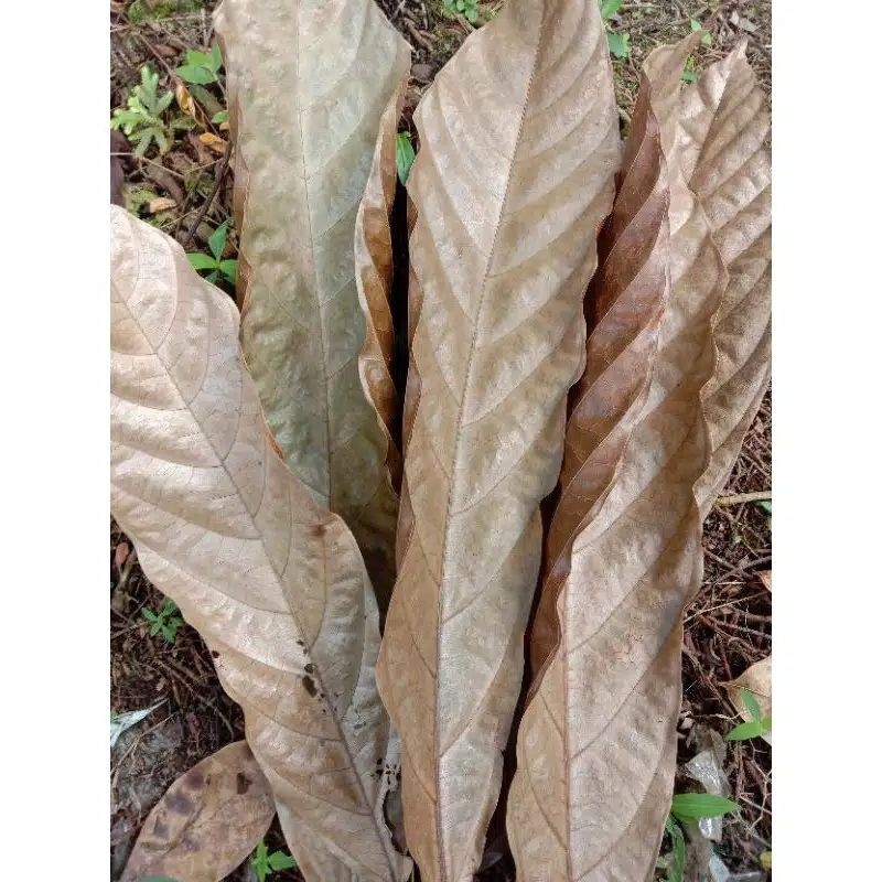 

Daun kakao / daun coklat kering 1 kg