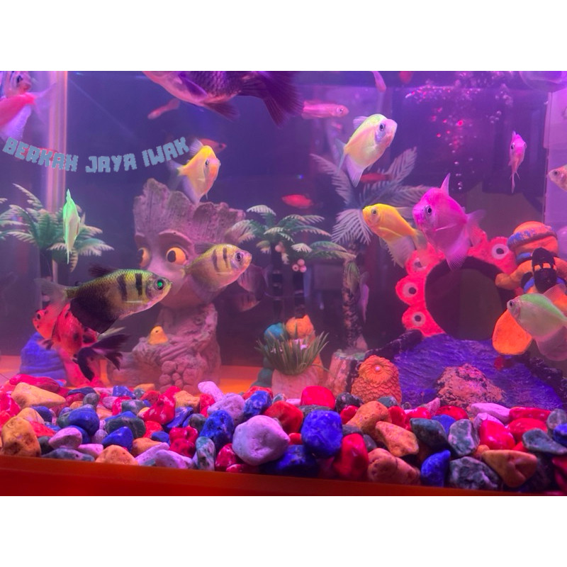 SUPER PROMO  kebutuhan akuarium tetra Tiger 15 pcs dekorasi aquarium viral