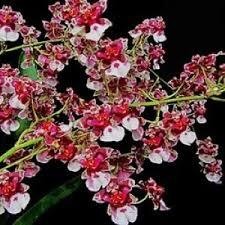 ANGGREK ONCIDIUM DEWASA SIAP ERBUNGA PRA LAK - BUNGA ANGGREK ONCIDIUM DEWASA