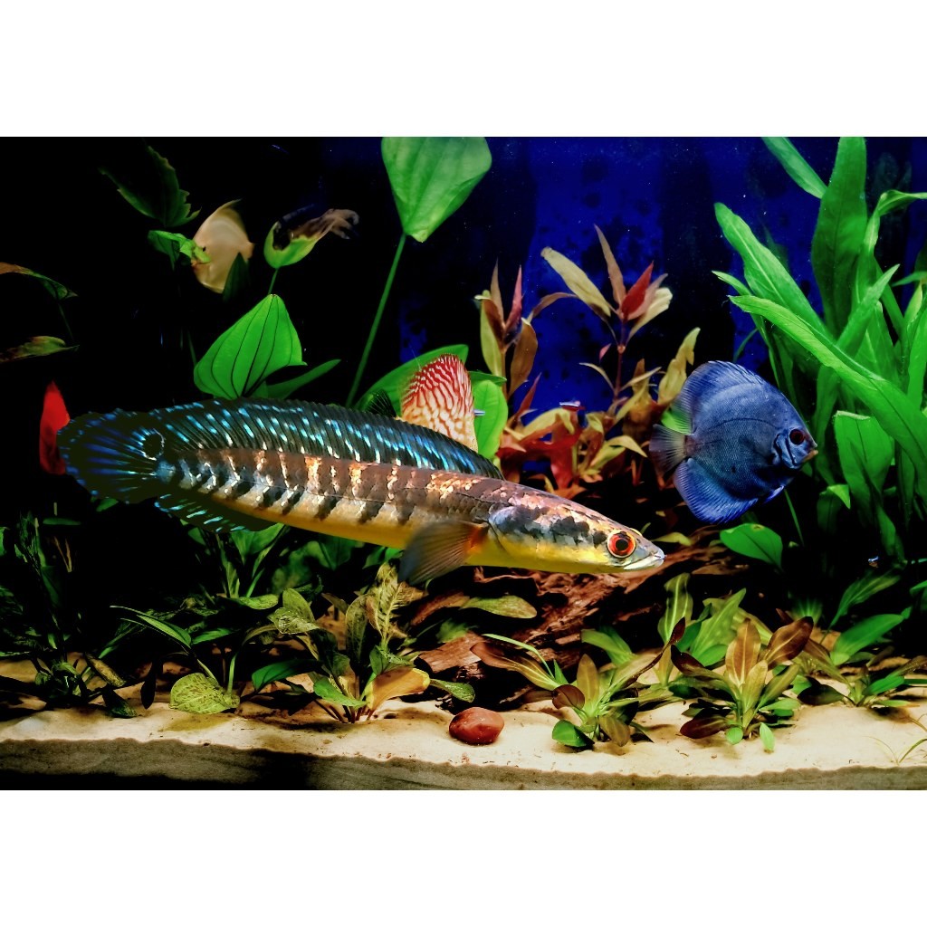 GARANSI 100% CHANNA MARU YELLOW SENTARUM 25 CM BAHAN KONTES GRADE A