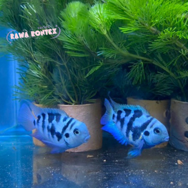 Hiasan aquascape SEPASANG BLUE POLAR / PAIR INDUKAN PROVEN BLUE POLAR / IKAN BLUE POLAR SEPASANG SEJ