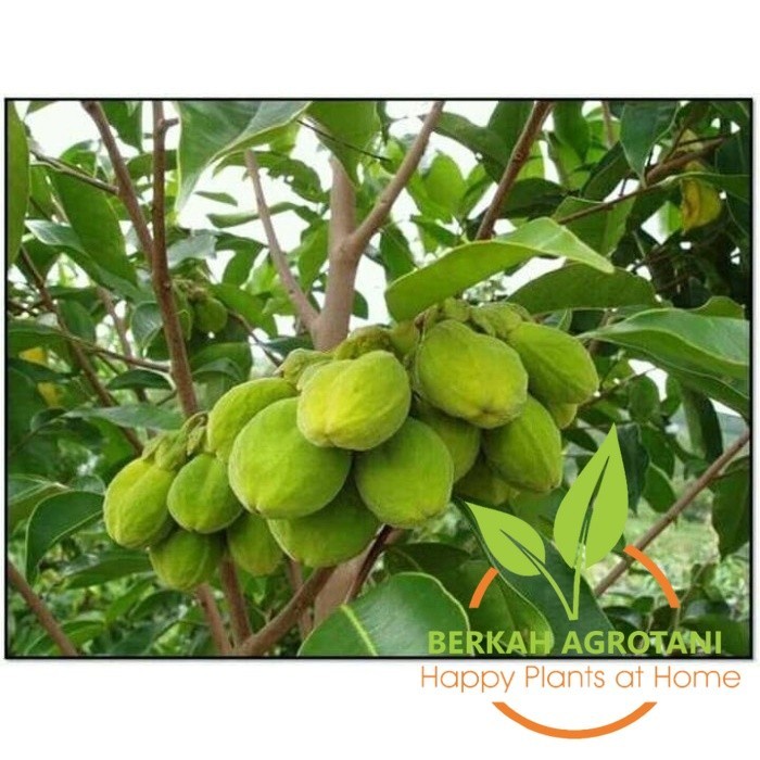 Bibit Tanaman pohon Gaharu (super) -1meter