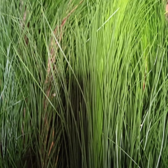 

daun pinus segar 500 gram