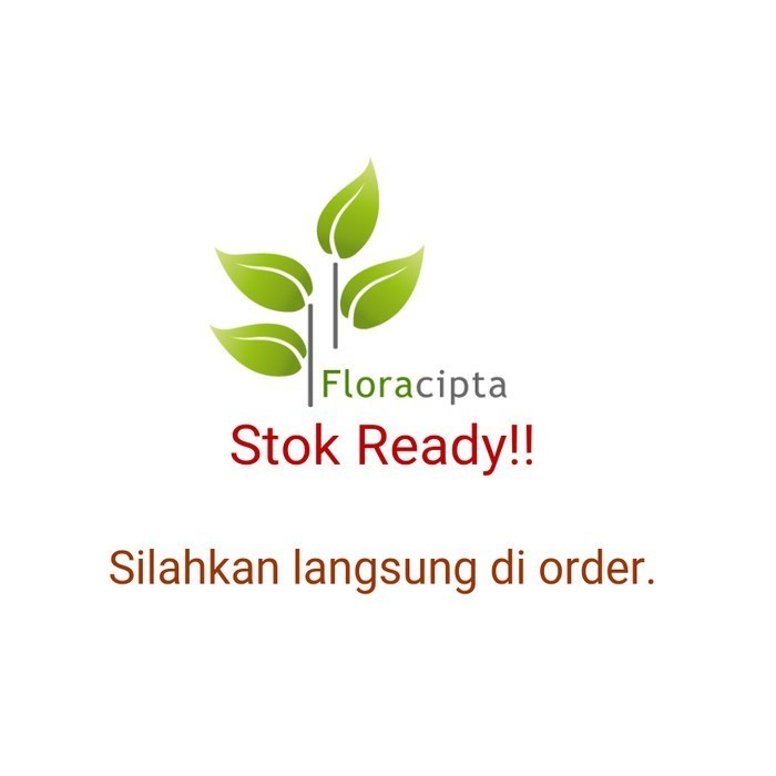 Bibit pohon keji beling - Pecah beling/Tanaman keji beling herbal⠀