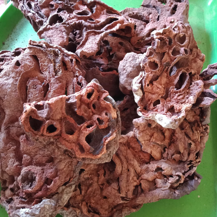 

OMH Terlaris [ 50 gram ] sarang semut papua