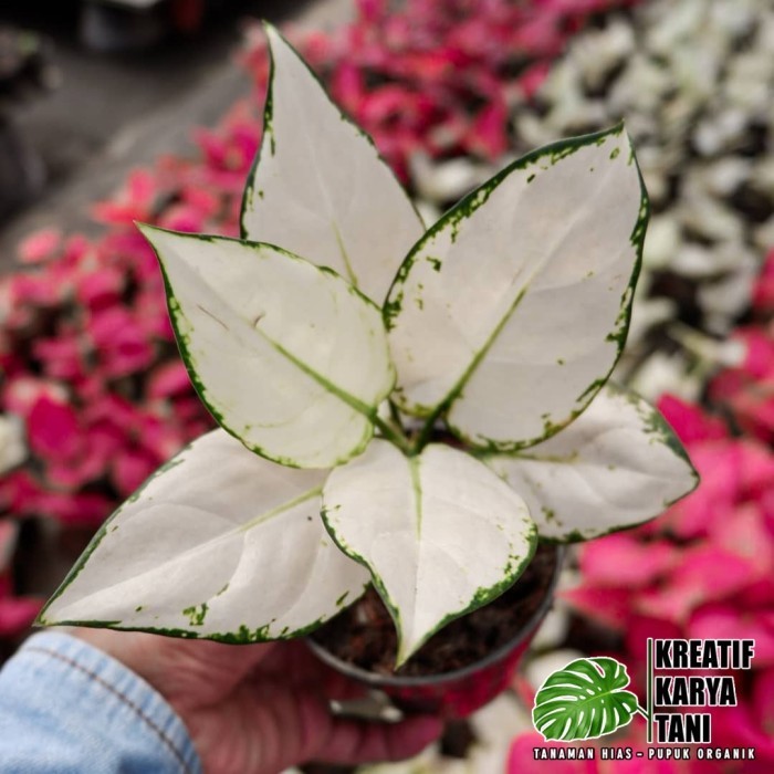 Tanaman hias aglonema super white - Aglonema super white - ANAKAN