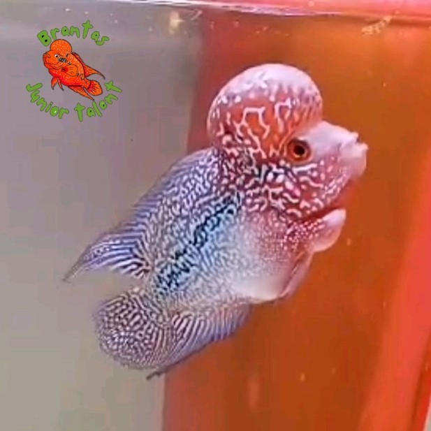 Kebutuhan akuarium Update  Super Red Dragon(SRD) Louhan Burayak 3 cm Jenong Merah